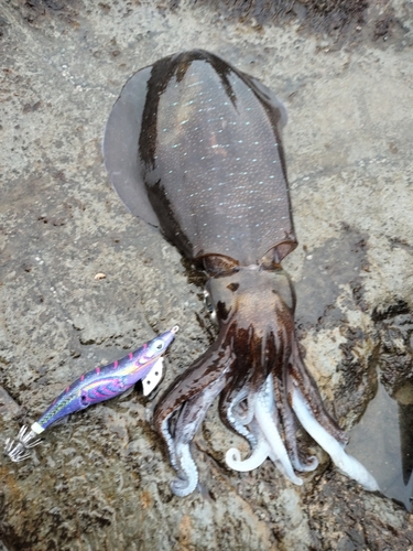 アオリイカの釣果