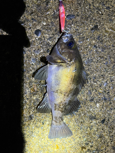 メバルの釣果