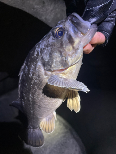 クロソイの釣果