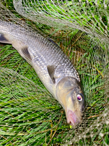 ニゴイの釣果