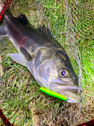 スズキの釣果