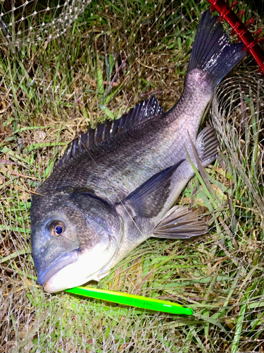 チヌの釣果