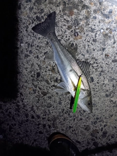 セイゴ(ヒラスズキ)の釣果