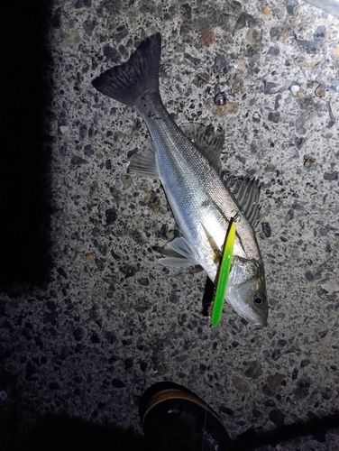 セイゴ（ヒラスズキ）の釣果