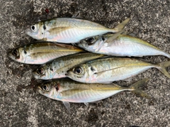 アジの釣果