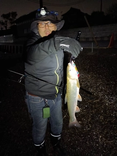 ウグイの釣果