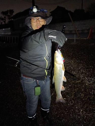 ウグイの釣果