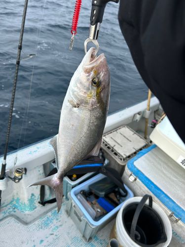 ショゴ