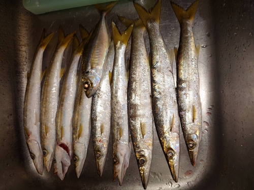 カマスの釣果
