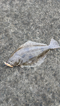 ヒラメの釣果