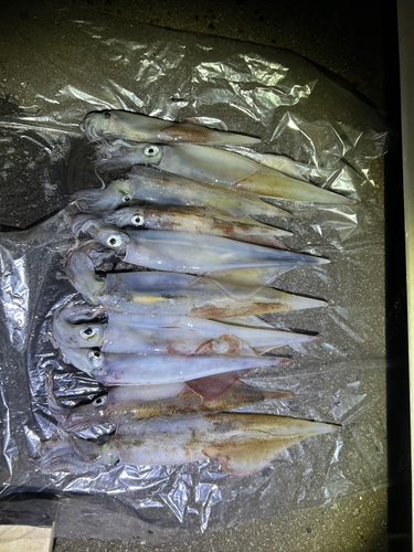 ヤリイカの釣果