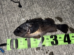 クロソイの釣果