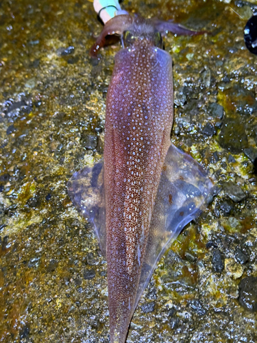 ヤリイカの釣果