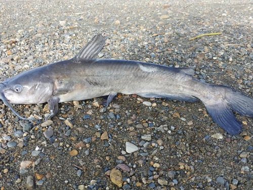 アメリカナマズの釣果