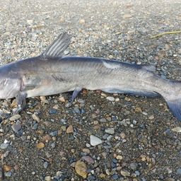 アメリカナマズ