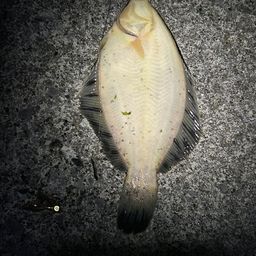 クロガシラガレイ