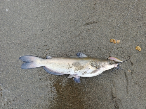 アメリカナマズの釣果