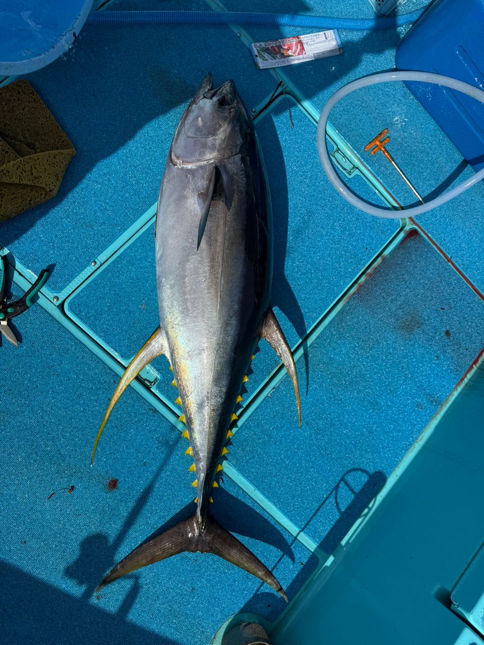 遠州鮃狩人さんの釣果 2枚目の画像