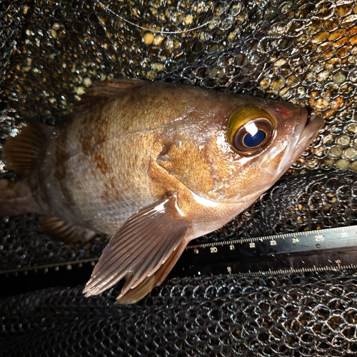 メバルの釣果