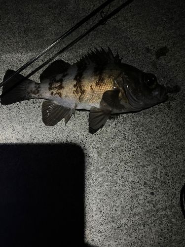 メバルの釣果