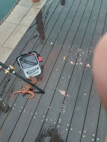 タコの釣果