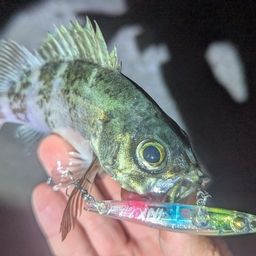 アジ