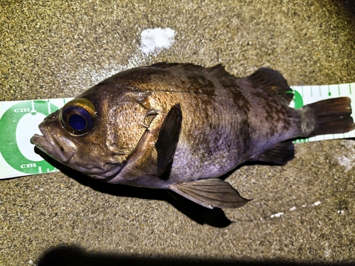 アカメバルの釣果