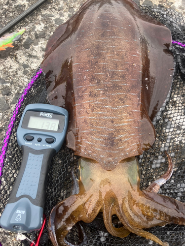 アオリイカの釣果