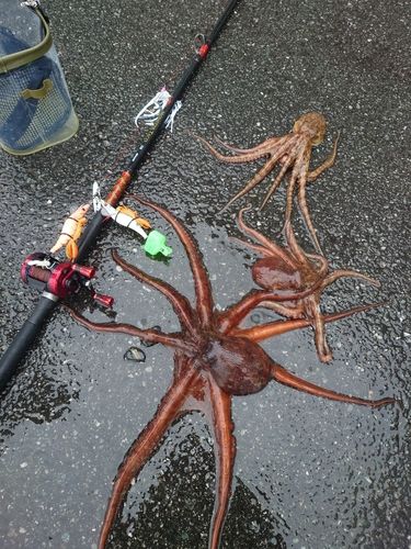 タコの釣果