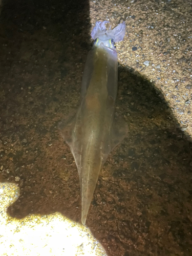 ヤリイカの釣果