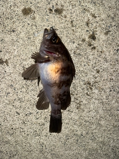 メバルの釣果