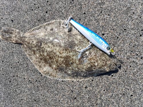 ヒラメの釣果