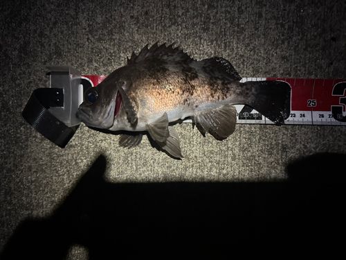 メバルの釣果