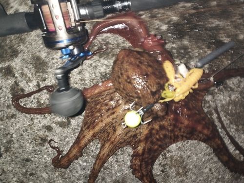 タコの釣果