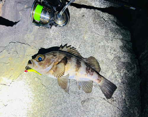 シロメバルの釣果