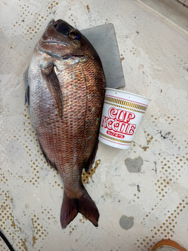 マダイの釣果