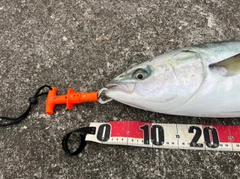 ハマチの釣果