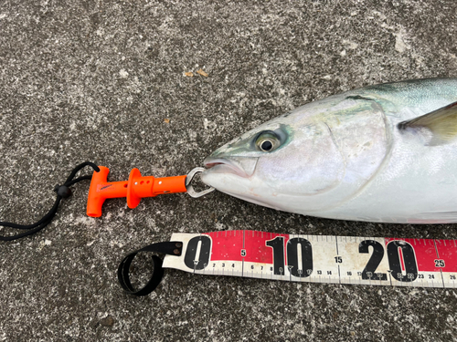 ハマチの釣果
