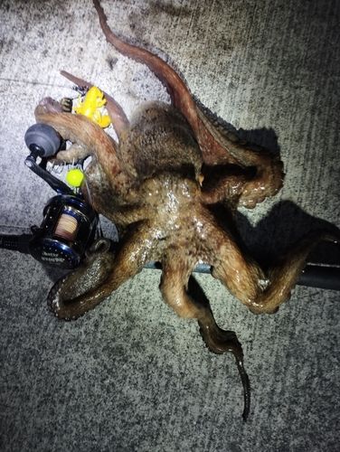 タコの釣果
