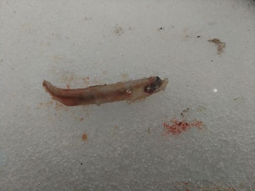 ワカサギ
