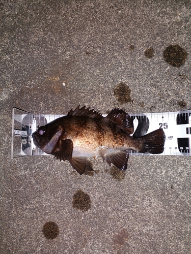 メバルの釣果