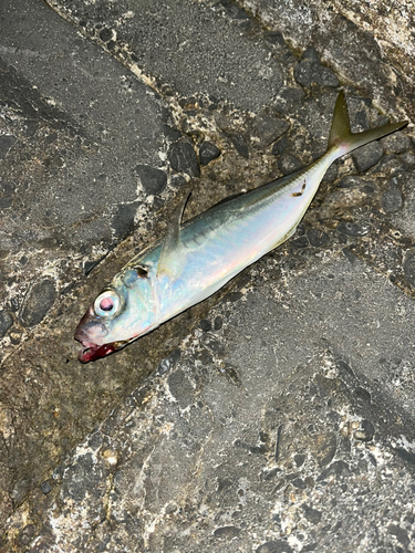 久慈川下流