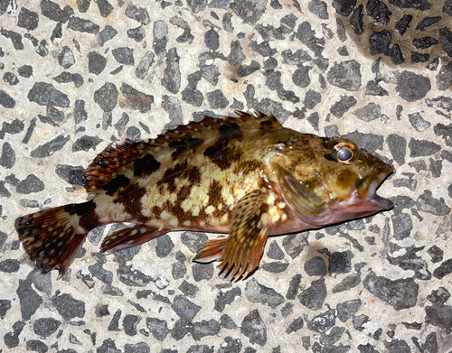 カサゴの釣果