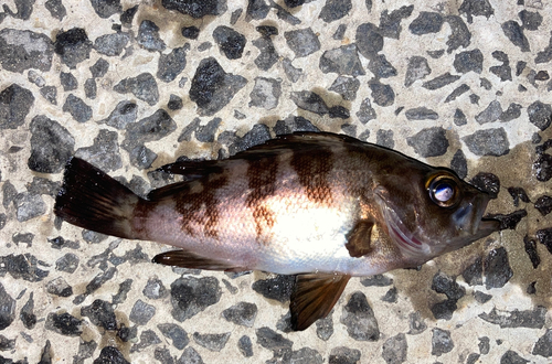 メバルの釣果