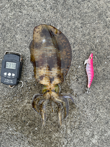 アオリイカの釣果