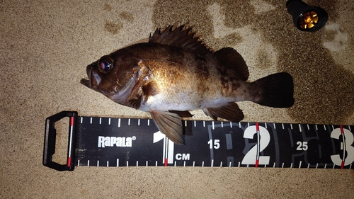 シロメバルの釣果