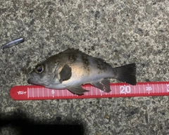 シロメバルの釣果