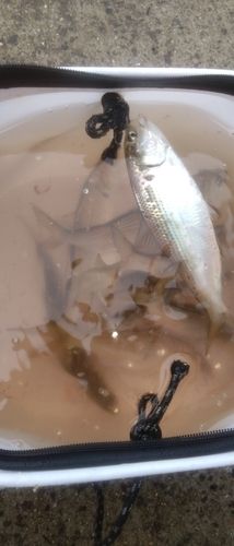 コノシロの釣果