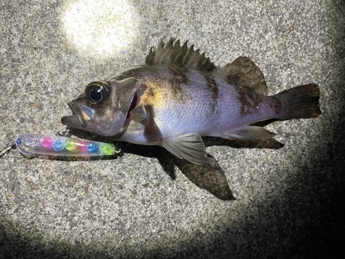 メバルの釣果