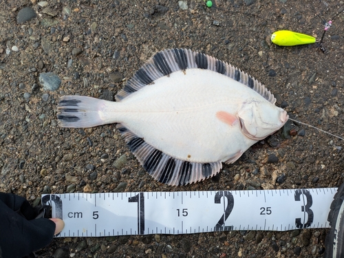 カワガレイの釣果